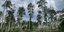 Λεύκη είδους Pando -Το μεγαλύτερο δέντρο του κόσμου