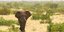 Διψασμένοι ελέφαντες σκότωσαν δύο ανθρώπους σε χωριά	της Νιγηρίας