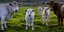 Αγελάδες σε λιβάδι στη δυτική Ιρλανδία
