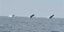 Τρεις μεγάπτερες φάλαινες κολυμπούν συγχρονισμένα ανοικτά του Κέιπ Κοντ της Μασαχουσέτης