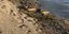 Το φίδι που είχε προκαλέσει αναστάτωση σε παραλία της Εύβοιας
