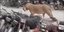 Πακιστάν: Λιοντάρι το έσκασε από όχημα και έκοβε βόλτες στους δρόμους