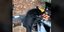 Πεινασμένη αρκούδα έκανε δικό της μπάρμπεκιου σαρώνει στο TikTok