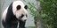 Το πάντα Tian Tian στον στον ζωολογικό κήπο του Εδιμβούργου