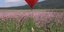 Aερόστατο σε σχήμα καρδιάς πάνω από τις ανθισμένες ροδακινιές της Βέροιας 