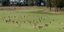 Στιγμιότυπο από την εισβολή των καγκουρό σε γήπεδο γκολφ στη Μελβούρνη