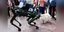 Ισπανία-Μάλαγα: Η αστυνομία παρουσίασε σκύλο-ρομπότ που θα παρέχει βοήθεια στα στελέχη