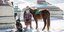 Νομάς στη Μογγολία με άλογο