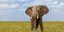 Αφρικανικός ελέφαντας 