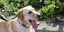 Οδηγοί της Αυτονομίας: Η Humanis Your HR Partner στηρίζει την Liberty Guide Dogs σε ένα ταξίδι ευθύνης και αλληλεγγύης﻿