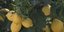 Ανήλικος ξάφριζε τις λεμονιές στην Κόρινθο -Είχε κλέψει πάνω από 10 τόνους 