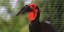 Σπάνια πουλιά στο Αττικό Ζωολογικό Πάρκο / Φωτογραφία: ΑΠΕ-ΜΠΕ/ΜΠΟΥΓΙΩΤΗΣ ΕΥΑΓΓΕΛΟΣ 