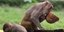 Μαϊμούδες λιθοβόλησαν μέχρι θανάτου 72χρονο Ινδό αγρότη/ φωτογραφία ap