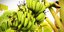 Στο χείλος της εξαφάνισης οι μπανάνες. Φωτογραφία: Pexels