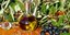 To ελαιόλαδο και οι ελιές είναι στο πλάνο της Κομισιόν/Φωτογραφία: Pixabay