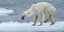 Η «κοκαλιάρα» αρκούδα του Kerstin Langenberger/Getty Images σόκαρε την κοινή γνώμη