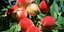 Η Ρωσία εξετάζει την επιβολή περιορισμών στην εισαγωγή φρούτων από την Ελλάδα -Ε