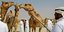 Καλλιστεία καμήλας στη Σαουδική Αραβία (Φωτογραφία αρχείου: AP Photo/Kamran Jebreili)