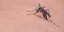 Από τσίμπημα κουνουπιού προκαλείται ο ιός του Δυτικού Νείλου/Φωτογραφία: Pixabay