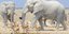 Φωτογραφία: Instagram/  Ελέφαντες «αλείφονται»... με αντηλιακό στην Αφρική και γίνονται viral- Μοιάζουν με αγάλματα [εικόνες]