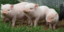 Η λύση είναι στα γουρούνια - Ρεύμα από κοπριά παράγουν σε χοιροστάσιο στην Ημαθί