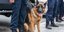 Φωτογραφία: Shutterstock- Αστυνομικός σκύλος εν δράσει 