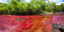 Κάνο Κριστάλες: Το πολύχρωμο ποτάμι της Κολομβίας που προσελκύει εκατοντάδες του