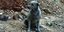 Ασυνείδητοι έβαψαν με μπλε μπογιά σκυλίτσα στην Κρήτη (Φωτογραφία: Facebook)