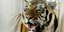 Πανικός στο Παρίσι: Αστυνομικοί σκότωσαν μια τίγρη που κυκλοφορούσε ελεύθερη