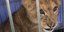 Εγκατέλειψαν λιονταράκι σε κλουβί/ Φωτογραφία: ΑΠΕ/ EPA- PETER KLAVER