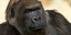 Ενας από τους γηραιότερους γορίλες στον κόσμο πέθανε στο Σαν Ντιέγκο (Φωτογραφία αρχείου: AP/ San Diego Zoo Safari Park/ Ken Bohn)