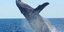 Σύγκρουση φέρι με φάλαινα στην Ιαπωνία. Φωτογραφία: Pixabay 