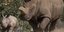 Μόνο έξι βόρειοι λευκοί ρινόκεροι έχουν απομείνει στον πλανήτη -Μία ανάσα από τη