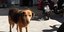 Ο σκύλος που είχε γίνει γνωστός ως «Χάτσικο» της Κρήτης/ Φωτογραφία: neakriti
