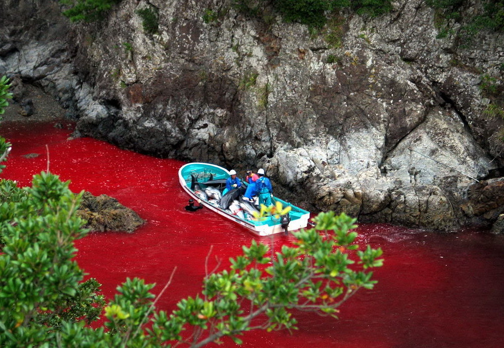 diaforetiko.gr : taiji sea of red Παγκόσμιο ΣΟΚ:  Κτηνώδης παραδοσιακή σφαγή εκατοντάδων δελφινιών στο Ταϊτζί της Ιαπωνίας (βίντεο)