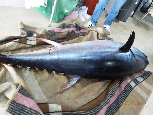 tonos1ok | Lamianow.gr