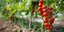 Πώς θα επιταχύνετε την ανάπτυξη των σπόρων ντοματιάς σε φυτά 