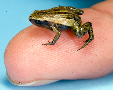 Αυτά είναι τα 10 πιο παράξενα είδη που ανακαλύφθηκαν το 2012 | iefimerida.gr 4