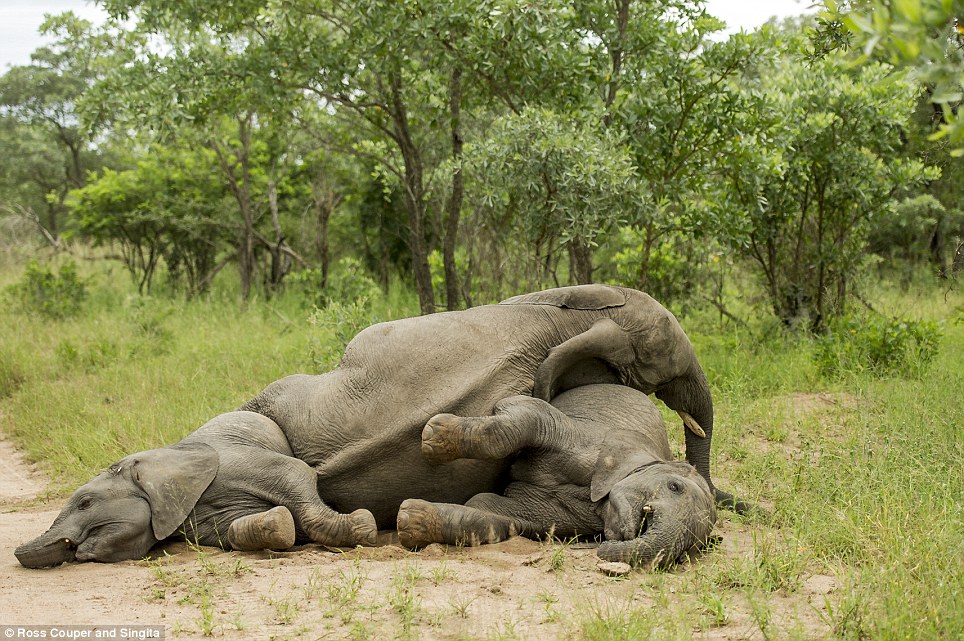 Ξεκαρδιστικό: Μεθυσμένοι ελέφαντες παραπατούν σε πάρκο της Νότιας Αφρικής [εικόνες] | iefimerida.gr 0