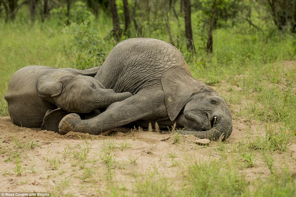 Ξεκαρδιστικό: Μεθυσμένοι ελέφαντες παραπατούν σε πάρκο της Νότιας Αφρικής [εικόνες] | iefimerida.gr 1