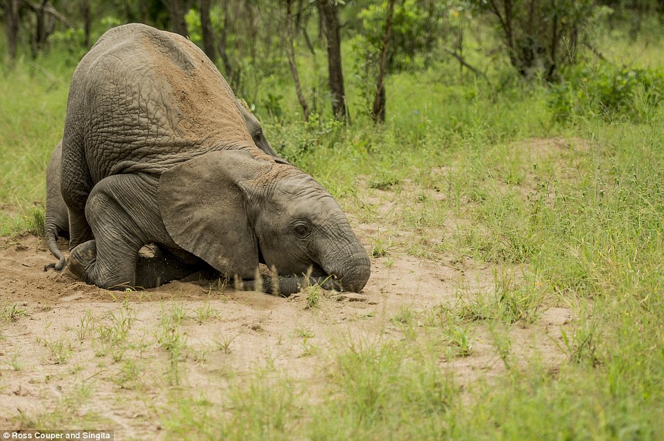 Ξεκαρδιστικό: Μεθυσμένοι ελέφαντες παραπατούν σε πάρκο της Νότιας Αφρικής [εικόνες] | iefimerida.gr 4