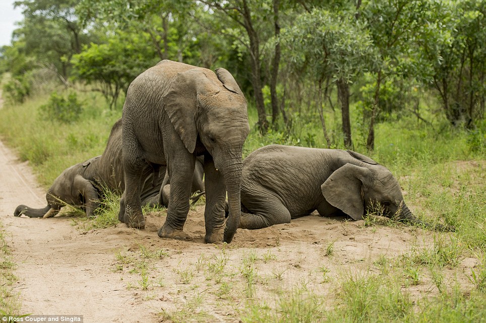 Ξεκαρδιστικό: Μεθυσμένοι ελέφαντες παραπατούν σε πάρκο της Νότιας Αφρικής [εικόνες] | iefimerida.gr 5