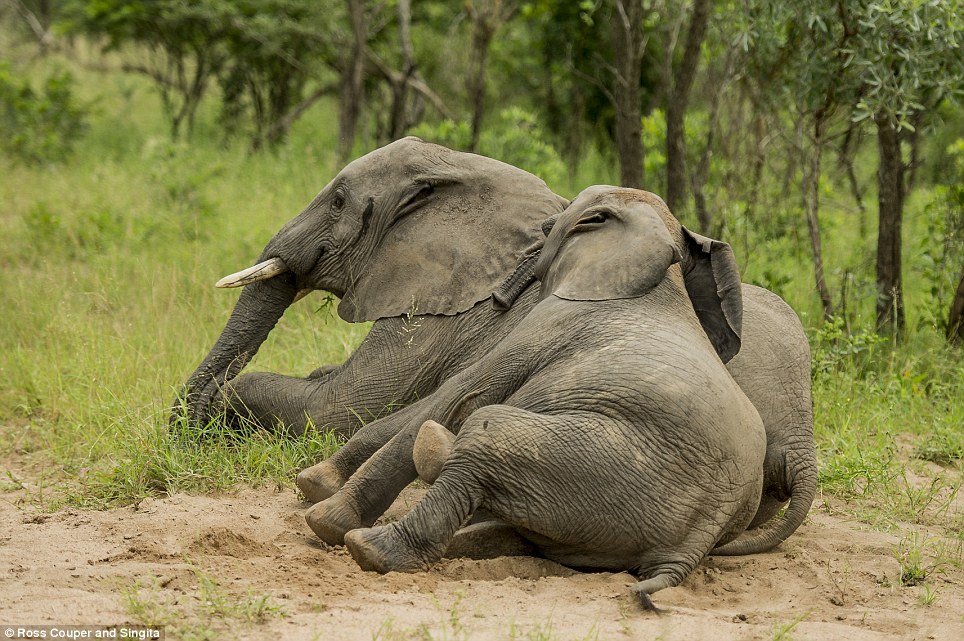 Ξεκαρδιστικό: Μεθυσμένοι ελέφαντες παραπατούν σε πάρκο της Νότιας Αφρικής [εικόνες] | iefimerida.gr 2