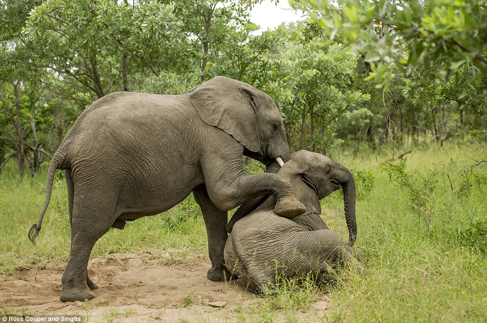 Ξεκαρδιστικό: Μεθυσμένοι ελέφαντες παραπατούν σε πάρκο της Νότιας Αφρικής [εικόνες] | iefimerida.gr 3