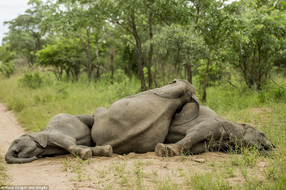 Ξεκαρδιστικό: Μεθυσμένοι ελέφαντες παραπατούν σε πάρκο της Νότιας Αφρικής [εικόνες] | iefimerida.gr 6