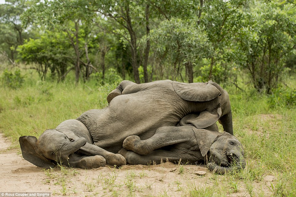 Ξεκαρδιστικό: Μεθυσμένοι ελέφαντες παραπατούν σε πάρκο της Νότιας Αφρικής [εικόνες] | iefimerida.gr 7