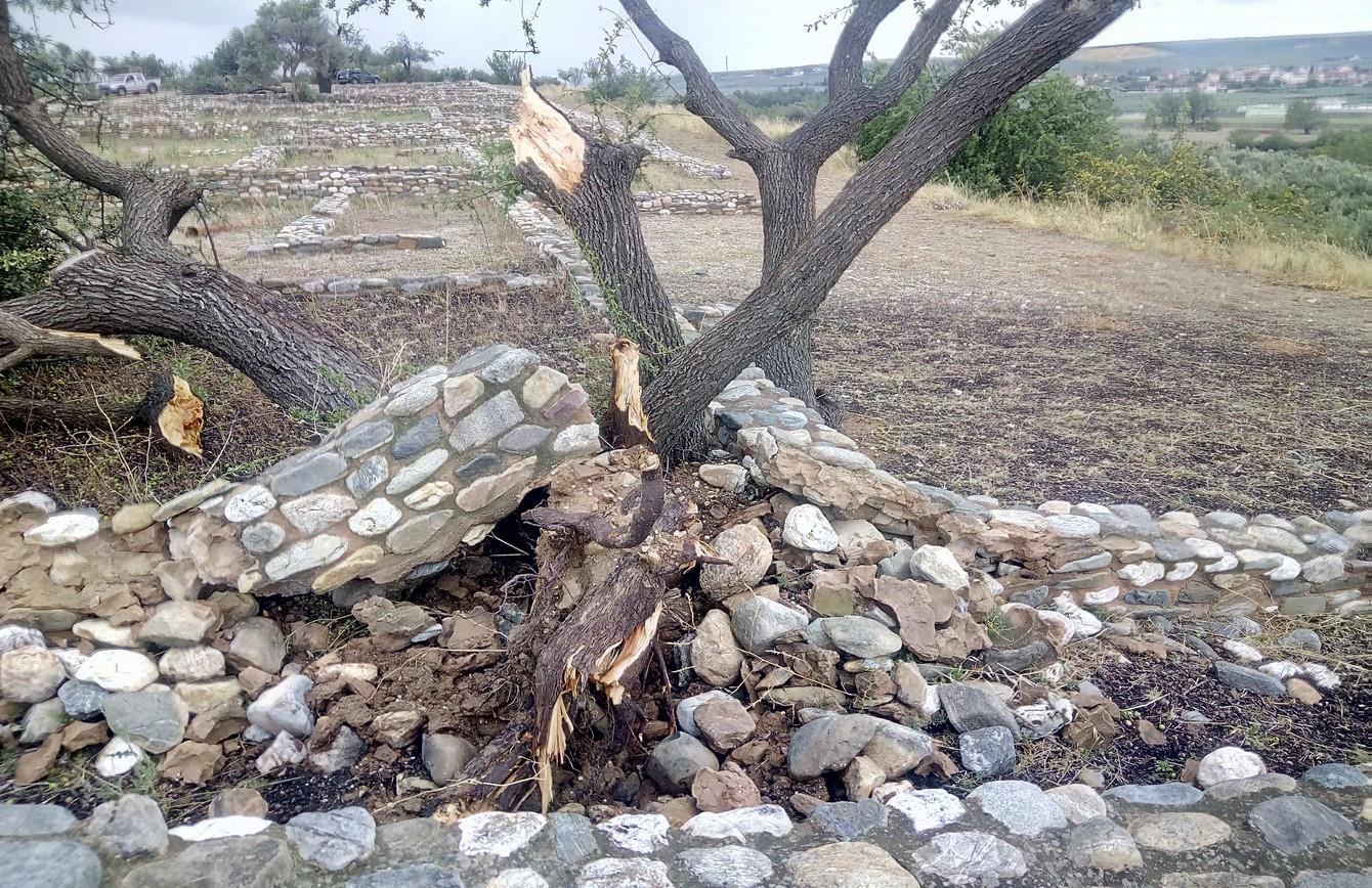 ξεριζωμένο δέντρο από την κακοκαιρία στη Χαλκιδική