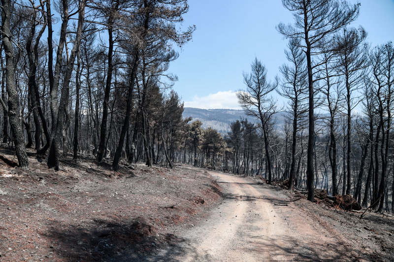 Road in the burned forest of Evia