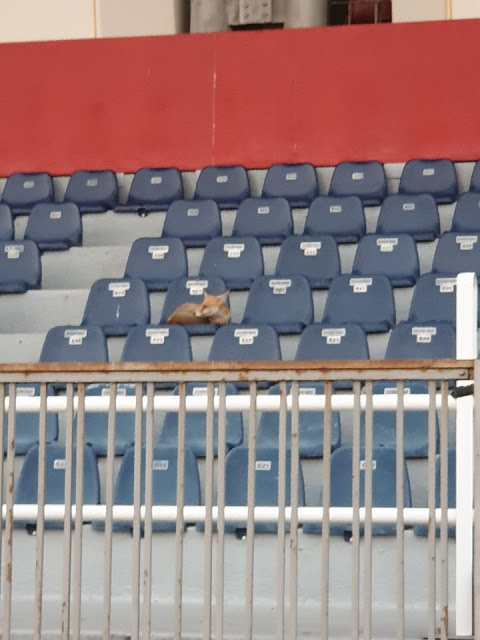 Αλεπού κάθεται σε κάθισμα του σταδίου της Μυτιλήνης