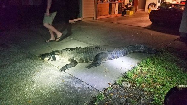 Î•Î¹Î´Î¹ÎºÏŒÏ‚ Î±Ï€Î¿Î¼Î±ÎºÏÏÎ½ÎµÎ¹ Ï„Î¿Î½ Î±Î»Î¹Î³Î¬Ï„Î¿ÏÎ± Î±Ï€ÏŒ Ï„Î¿ ÏƒÏ€Î¯Ï„Î¹ ÏƒÏ„Î· Î¦Î»ÏŒÏÎ¹Î½Ï„Î±.